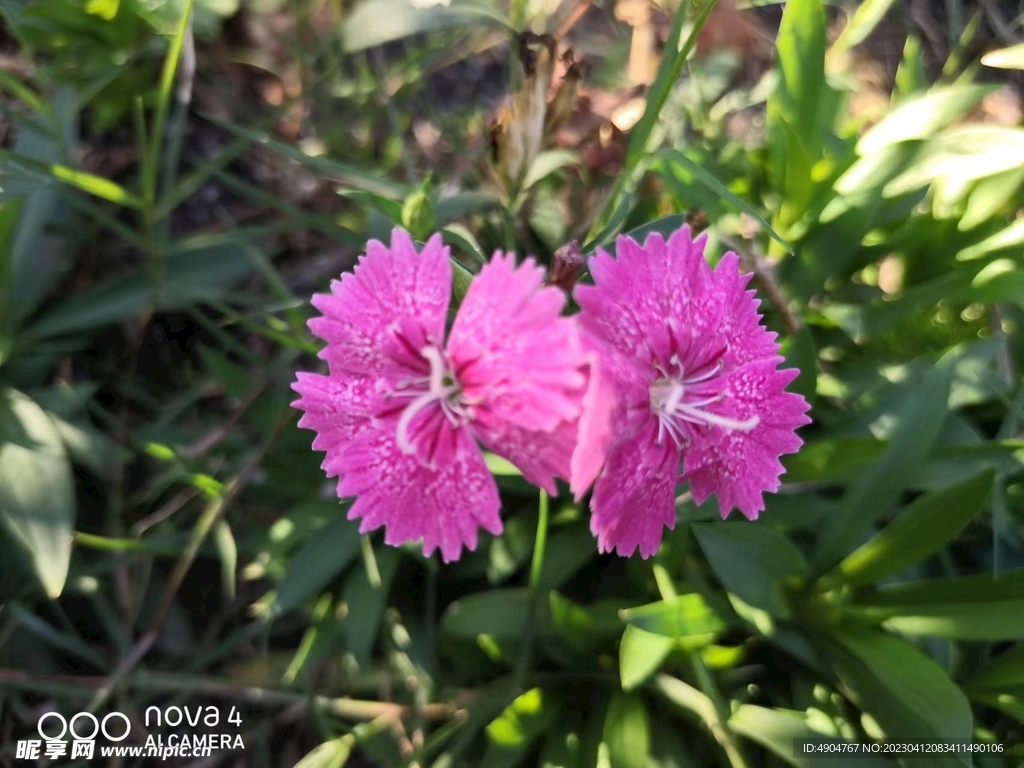 花 