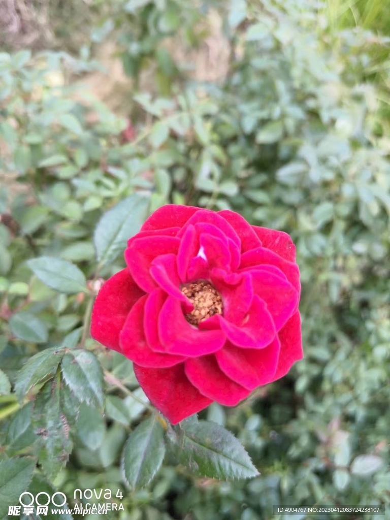 花