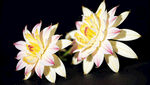 昙花