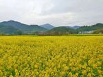 油菜花海