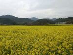 油菜花海