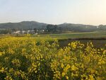 油菜