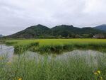 田园风光