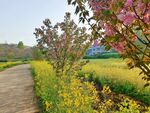 田园风光