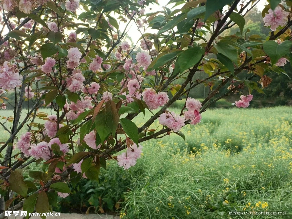 樱花