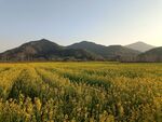 油菜