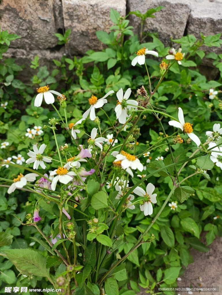 野菊花