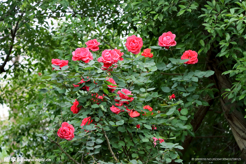 玫瑰花