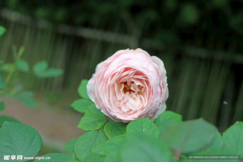 玫瑰花