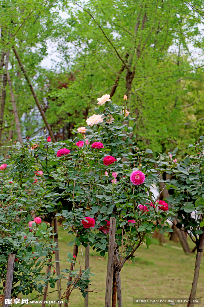 玫瑰花