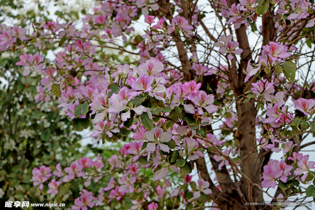 紫荆花