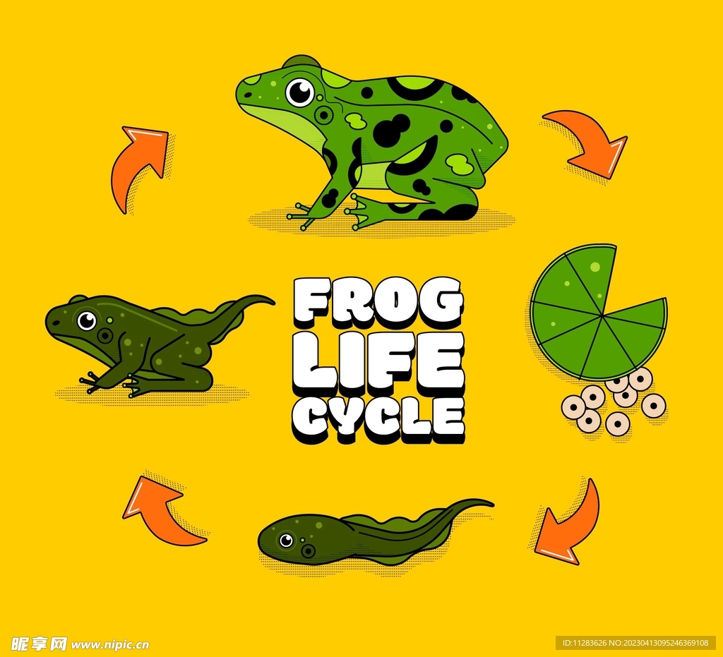 青蛙发育过程