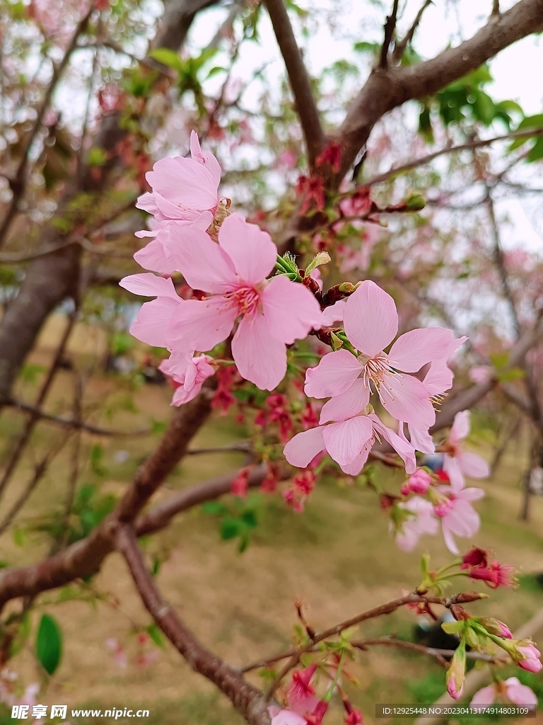 樱花