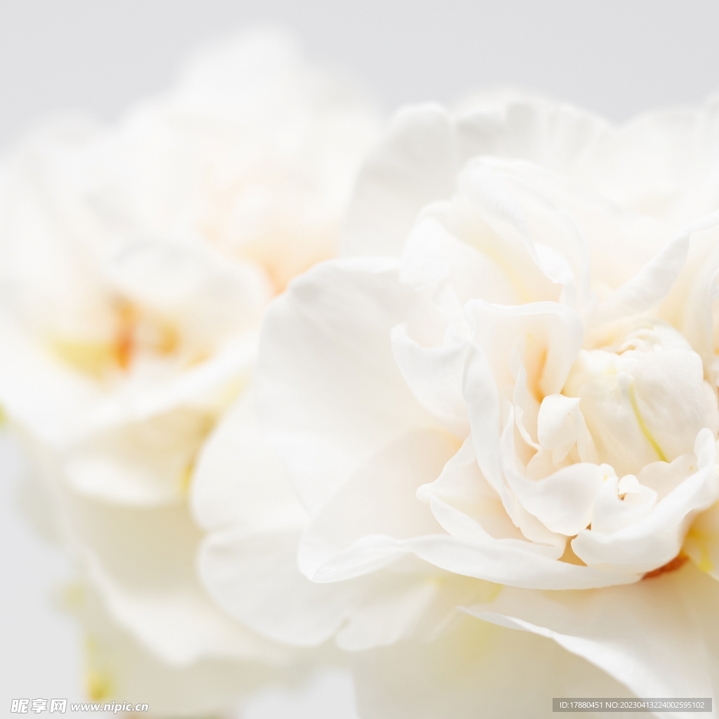 木芙蓉