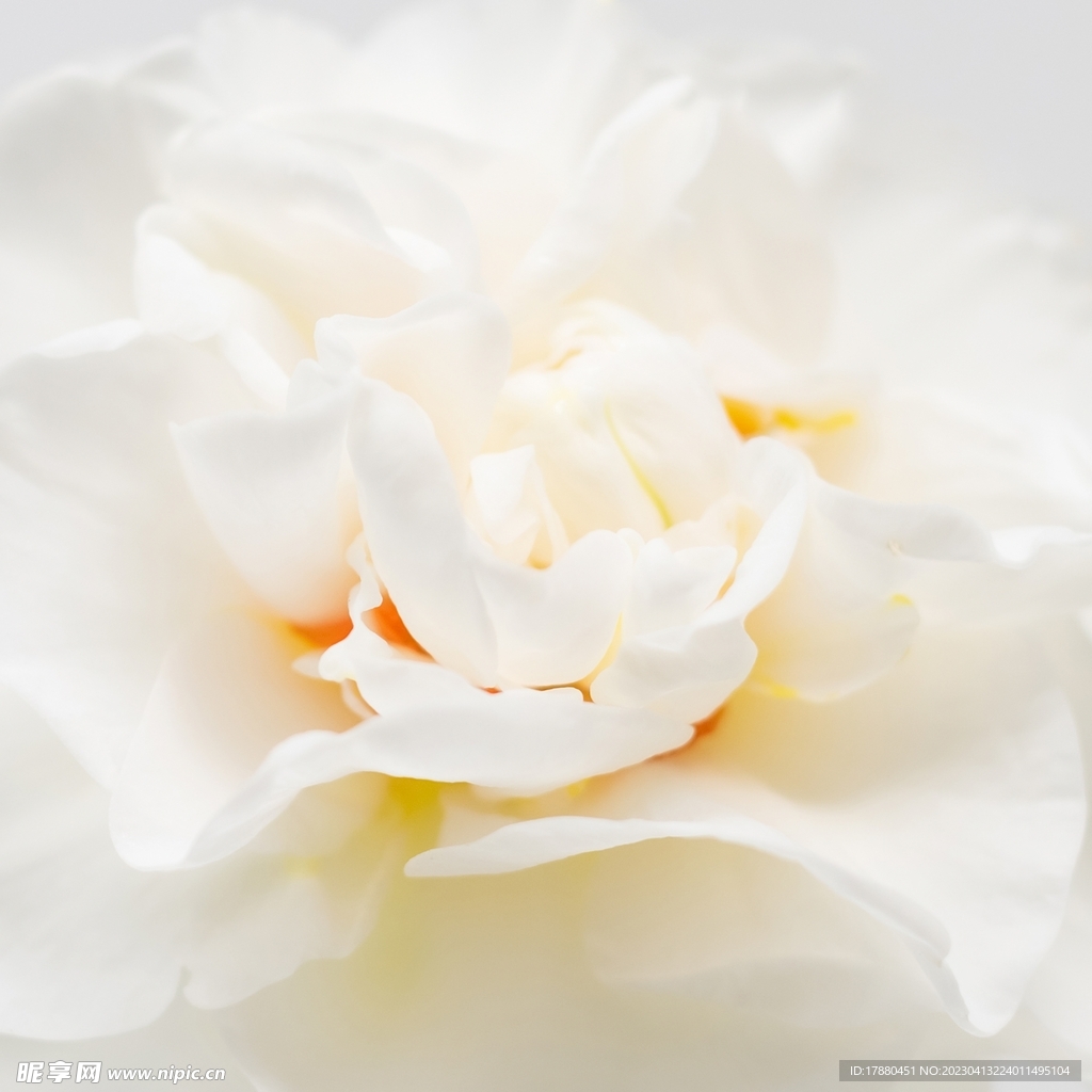 木芙蓉