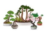 透明逼真盆栽盆景素材下载