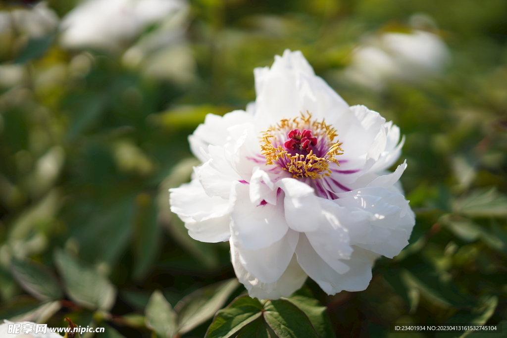 白色芍药花