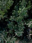 绿色植物