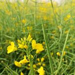 油菜花