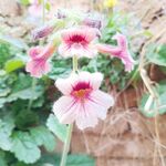 地黄花
