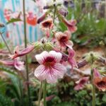 地黄花