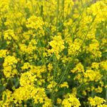 油菜花