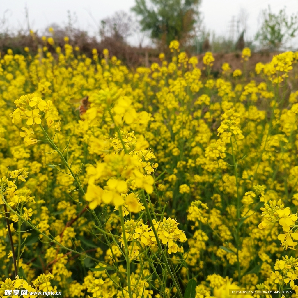 油菜花