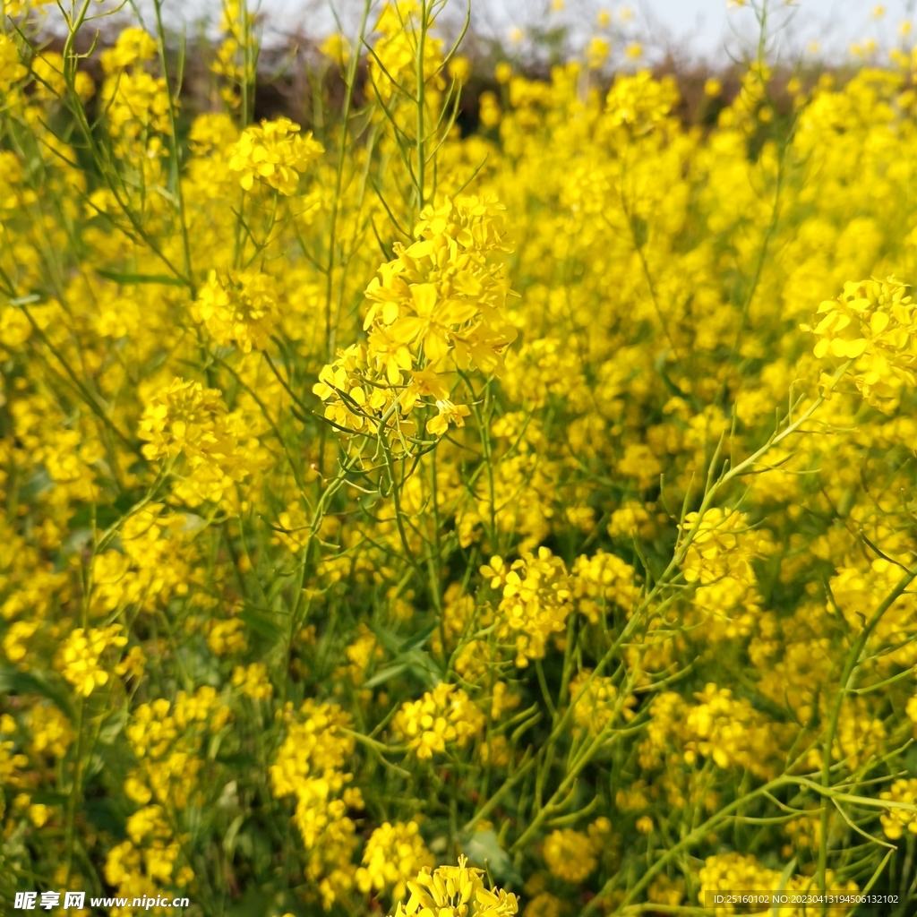 油菜花