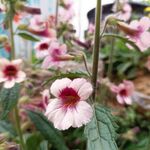 地黄花
