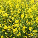 油菜花