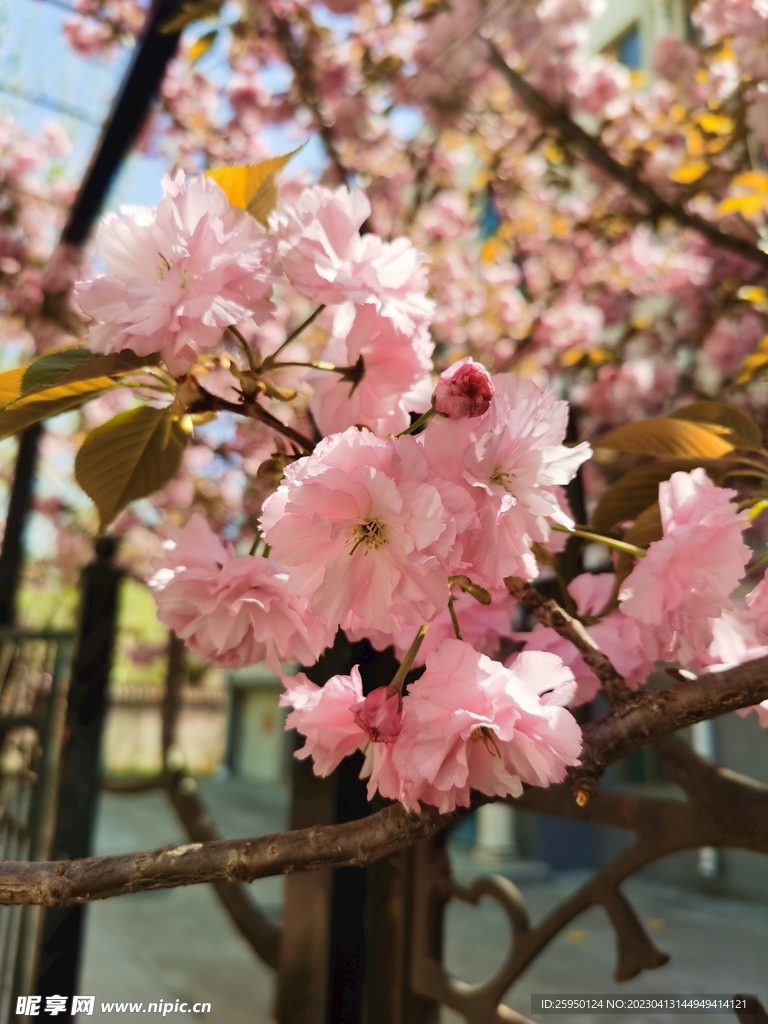 樱花