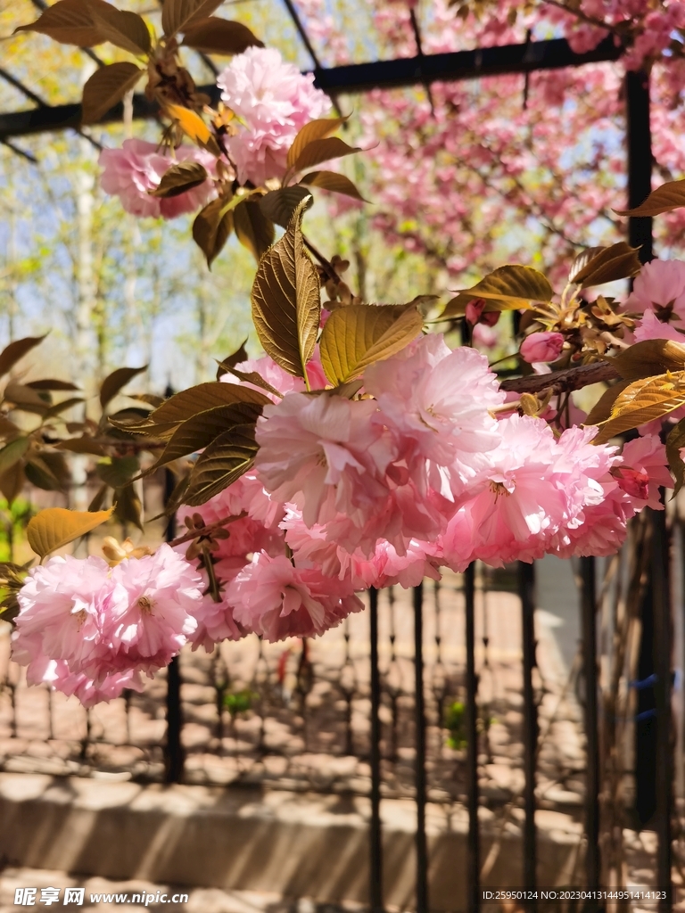樱花