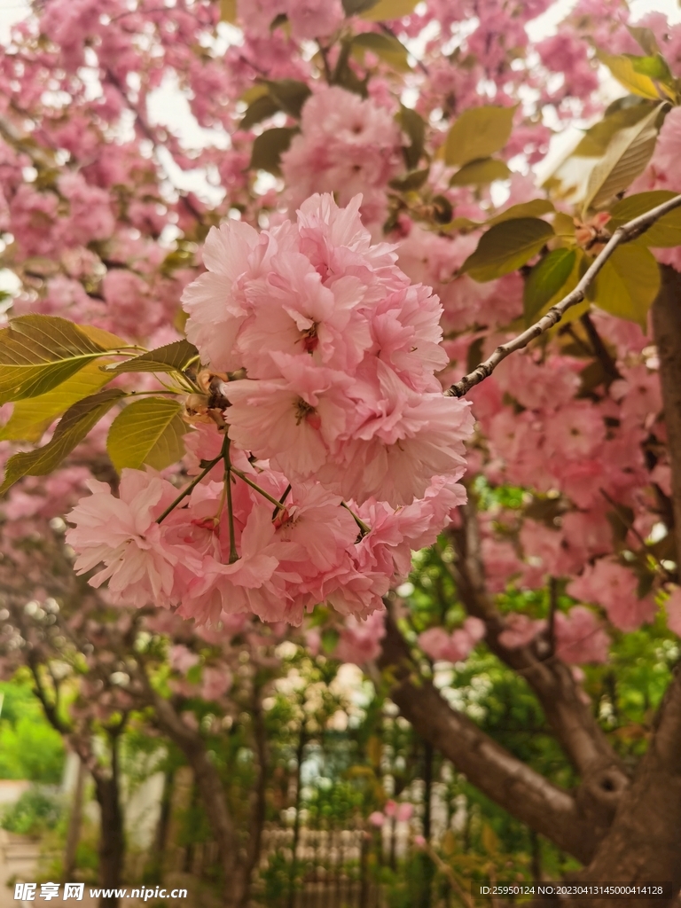 樱花