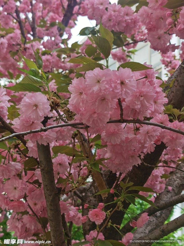 樱花