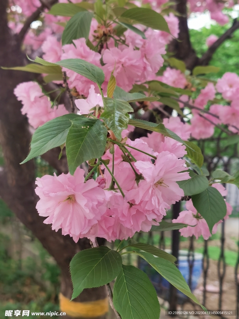 樱花