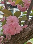 樱花树