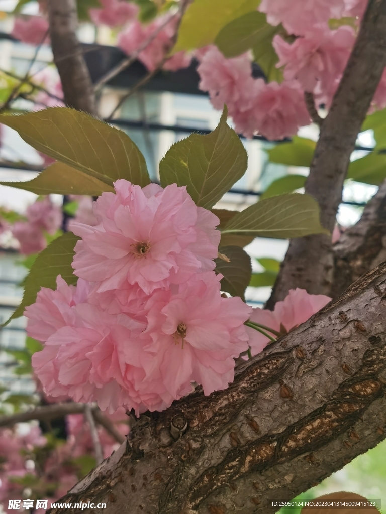 樱花树