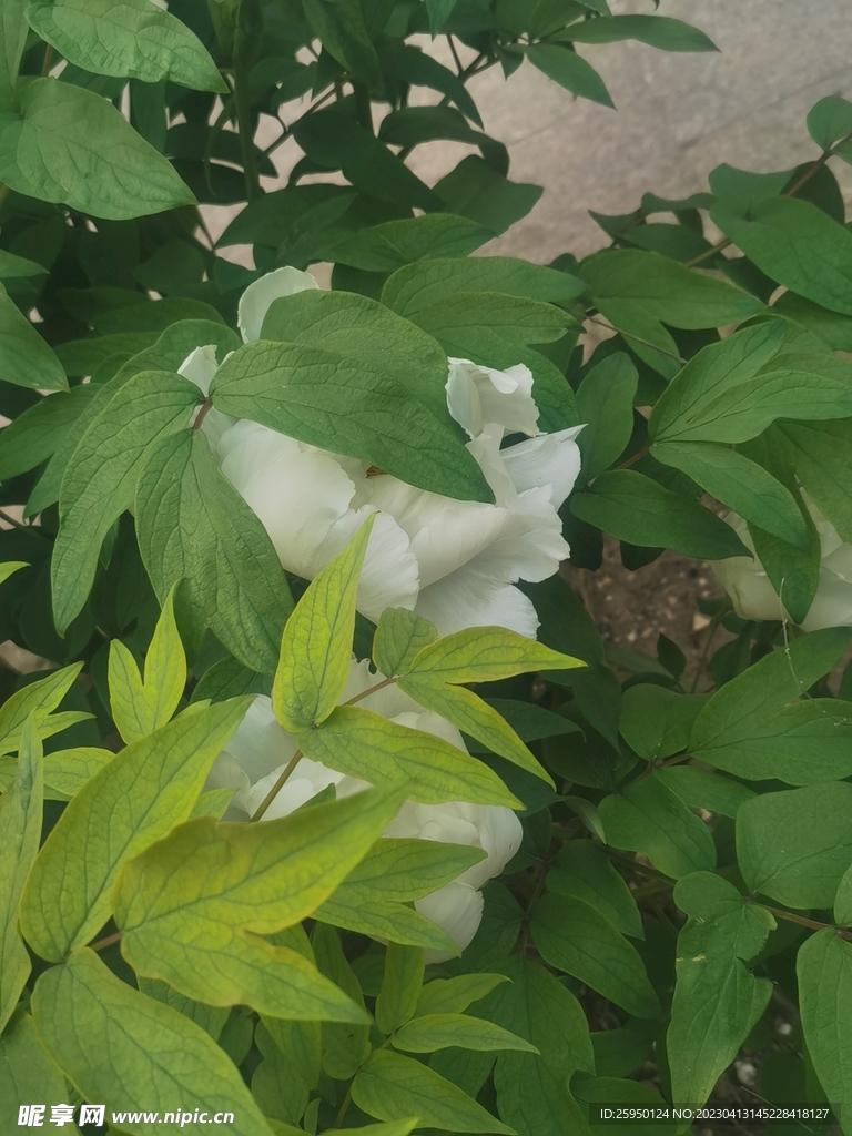 白牡丹