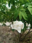 白牡丹
