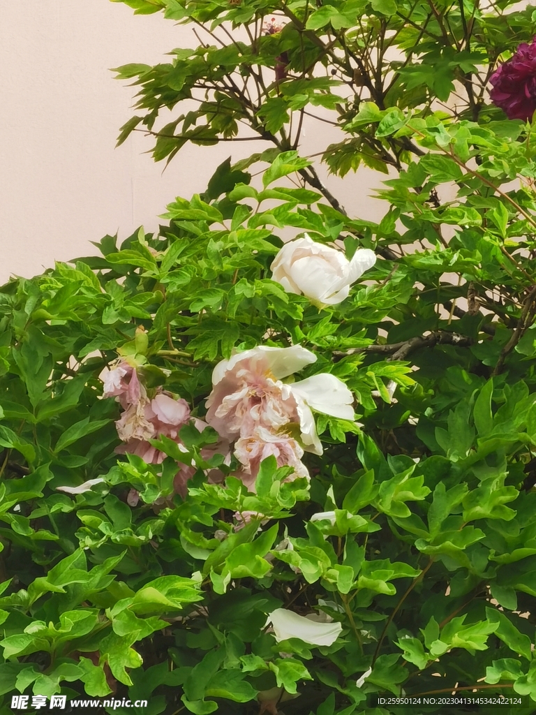 红牡丹