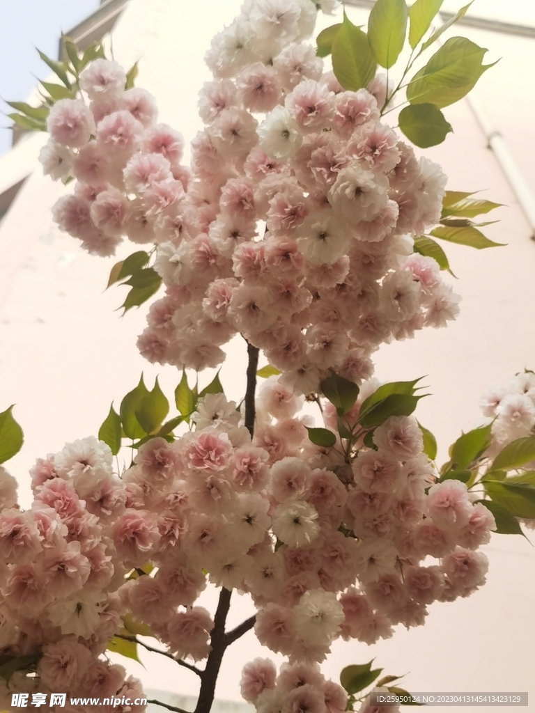 樱花