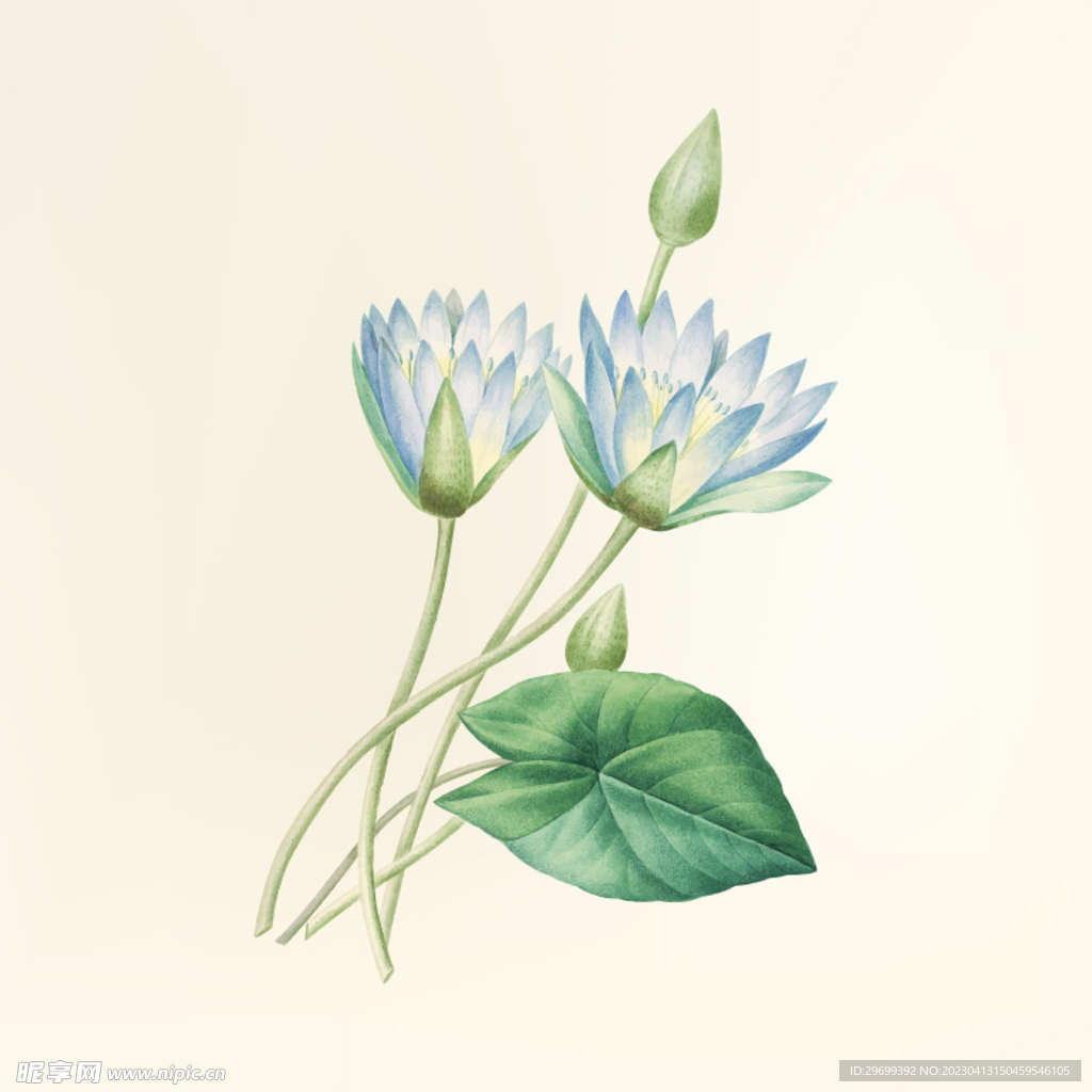 荷花