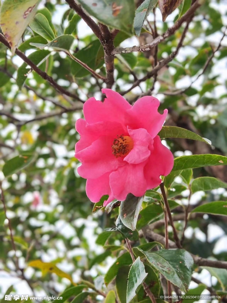 山茶花