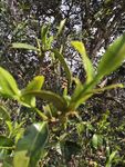 茶树茶叶