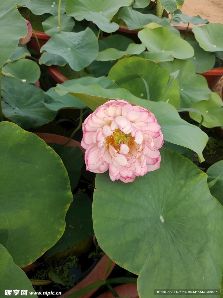 盆栽红莲