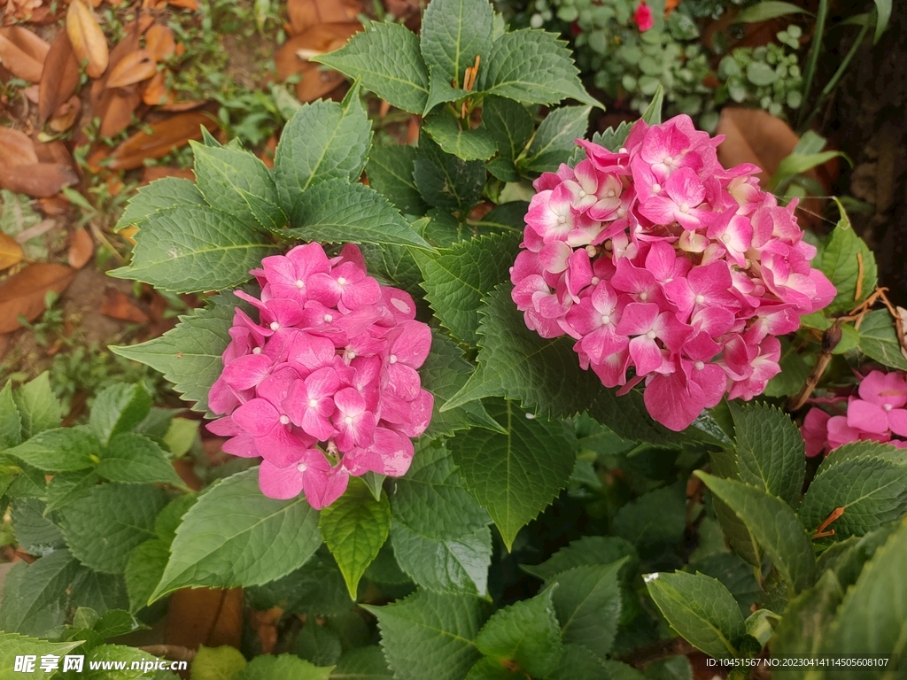 红色绣球花树