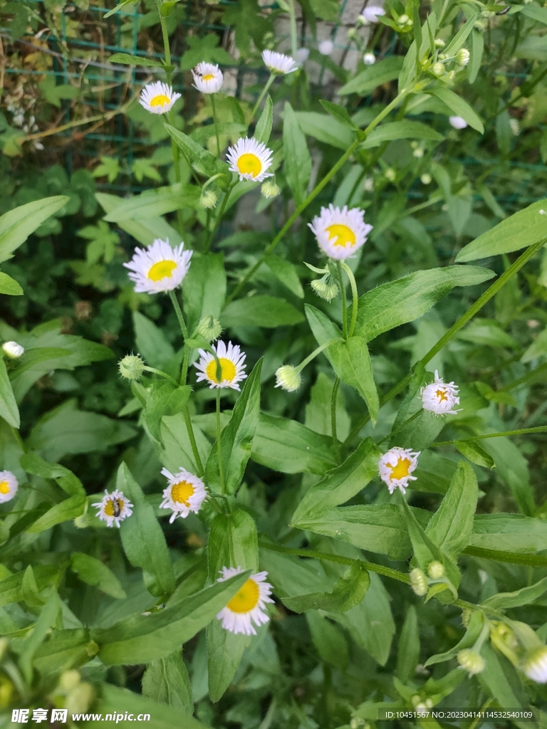 一年蓬小野花