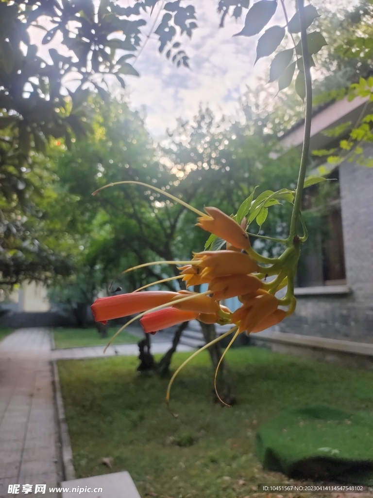 凌霄花