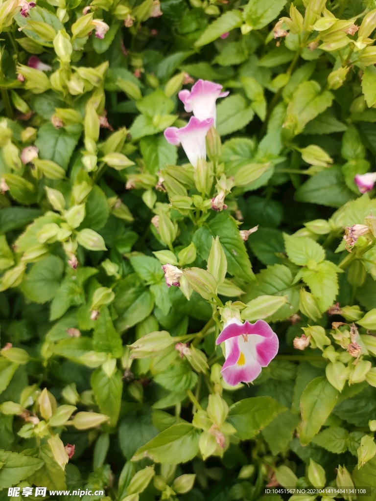 蝴蝶花