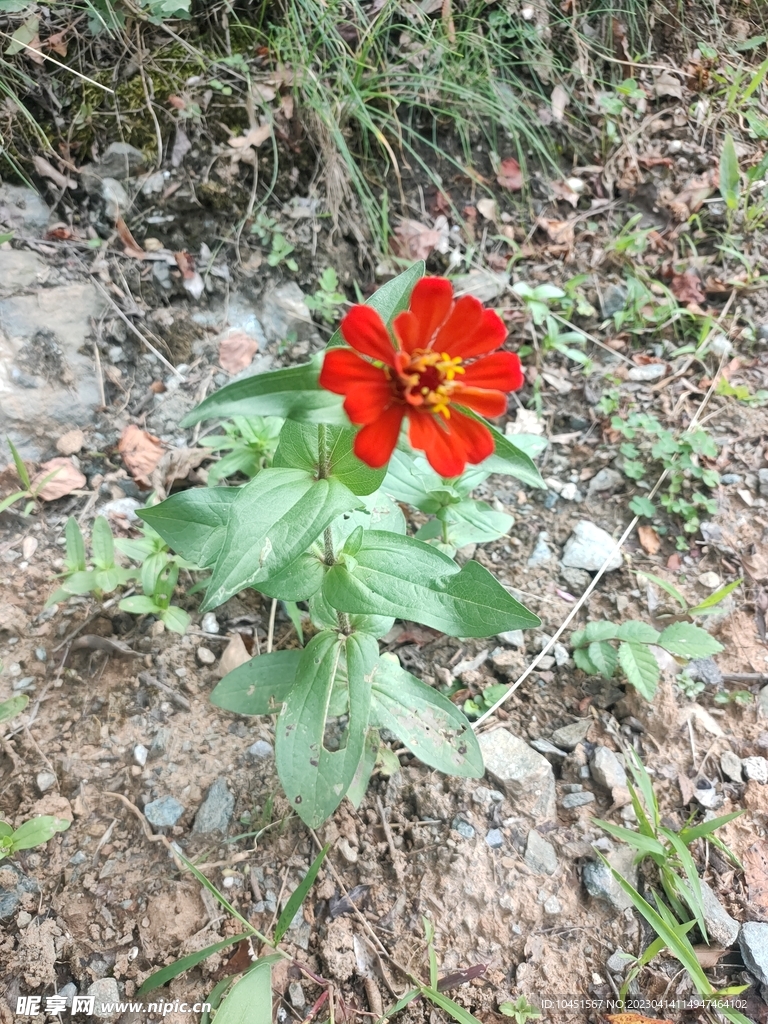 红色小花